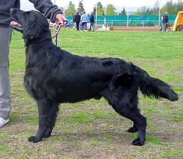 SE UCH Törnfåglarnas Kasper